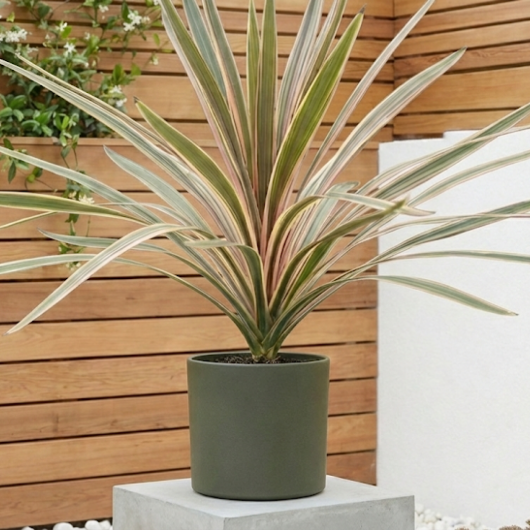 Plants For Pots and Containers