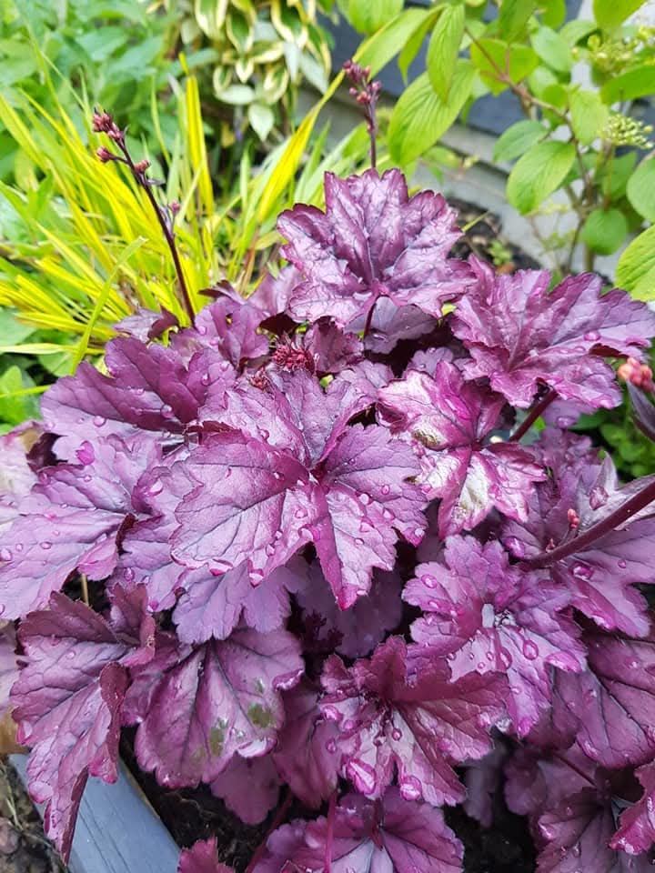 Plants For Shade