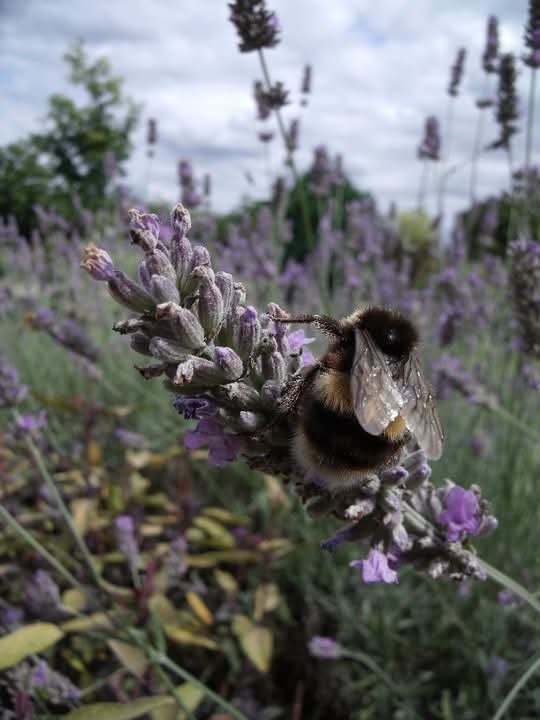 Plants for Bees and insects