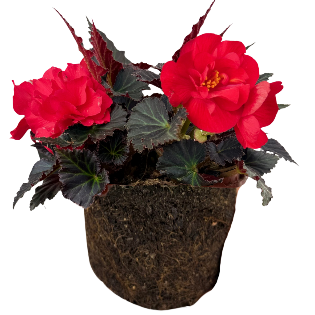 1 Large Plant - Begonia Mocca Cherry, Ready to Plant in Your Garden, 2L Pot
