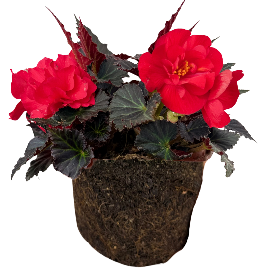 1 Large Plant - Begonia Mocca Cherry, Ready to Plant in Your Garden, 2L Pot