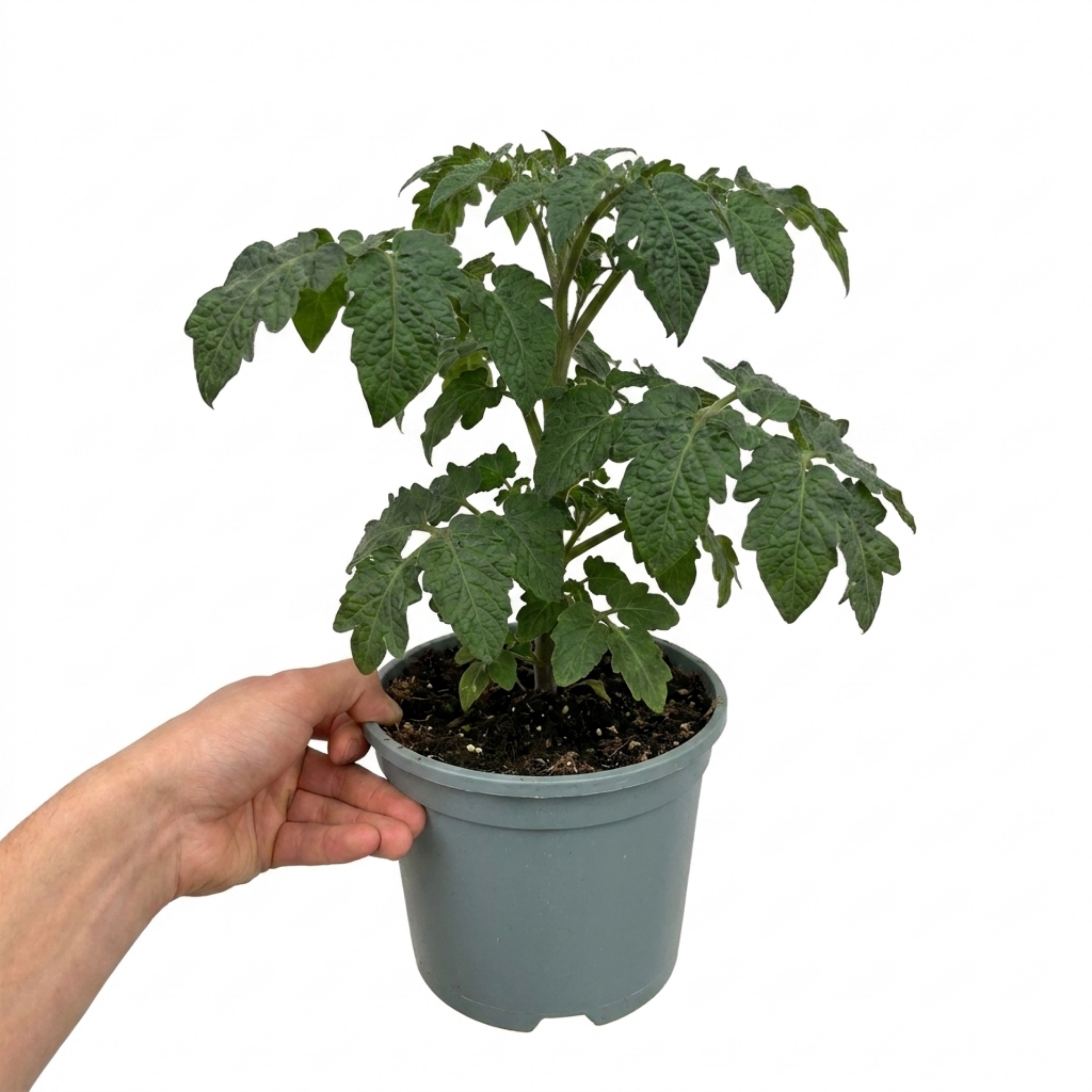 1 Live Tomato Totem Plant, Hardy Dwarf Bush Variety, Patio & Container Garden Ready, 2Ltr Root-Ball