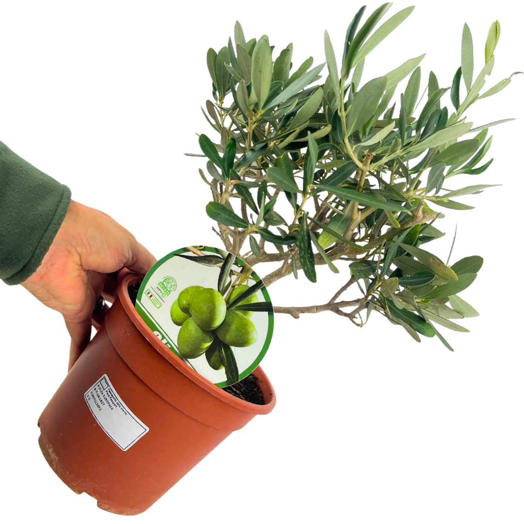 Mini Olive Bush