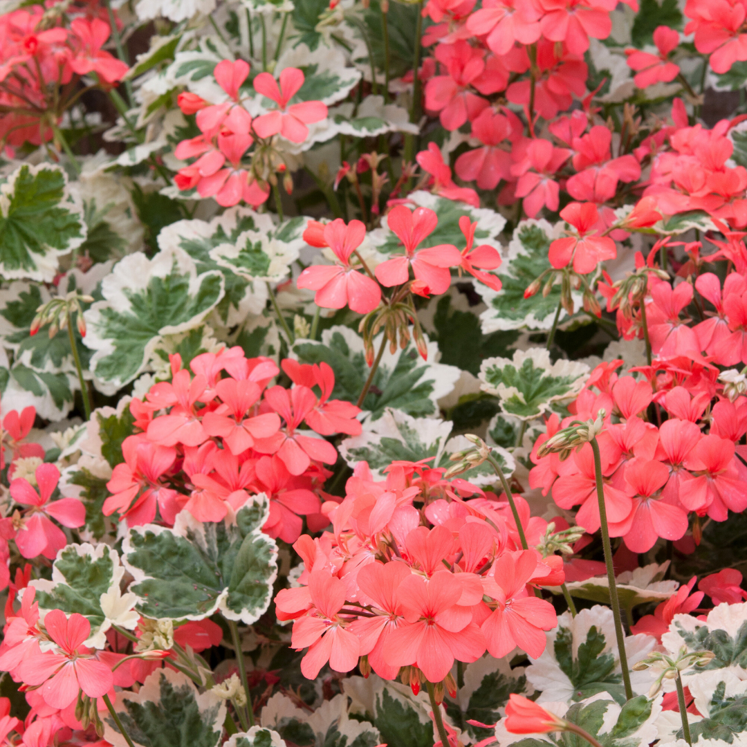 Set of 3 or 6 Large Plants - Geranium Pelgardini Frank Headly, Ready to Plant in Your Garden