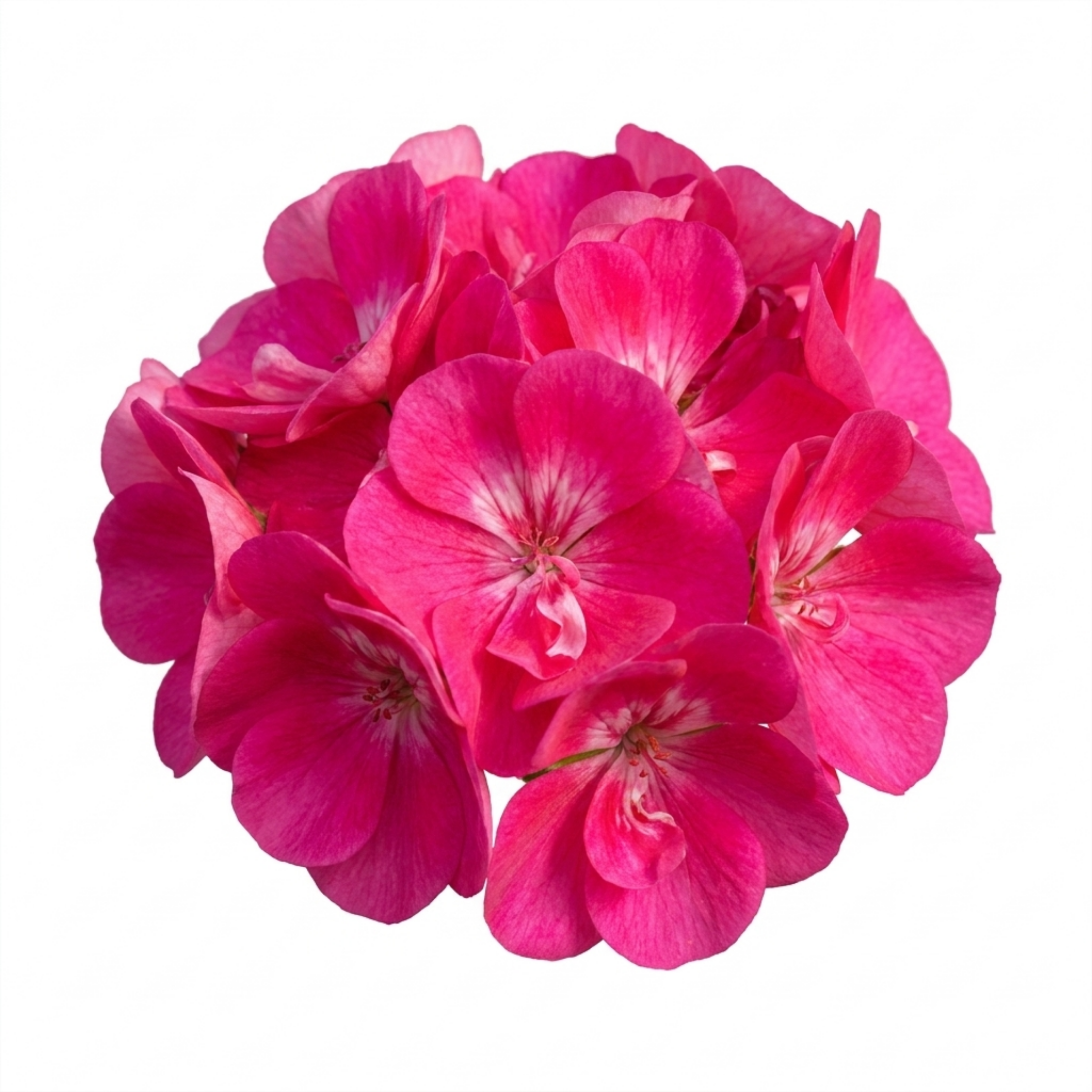 1 Large Plant - Geranium Calliope Hot Pink, Outdoor Garden Ready, 2L Pot