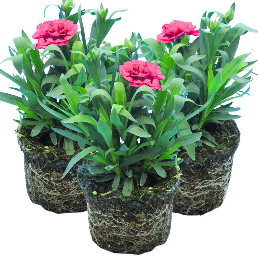 Set of 3 or 6 Large Plants - Dianthus Oscar Purple Wings, Outdoor Garden Ready