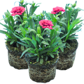 Set of 3 or 6 Large Plants - Dianthus Oscar Purple Wings, Outdoor Garden Ready