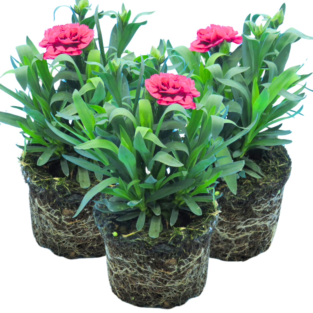 Set of 3 or 6 Large Plants - Dianthus Oscar Purple Wings, Outdoor Garden Ready