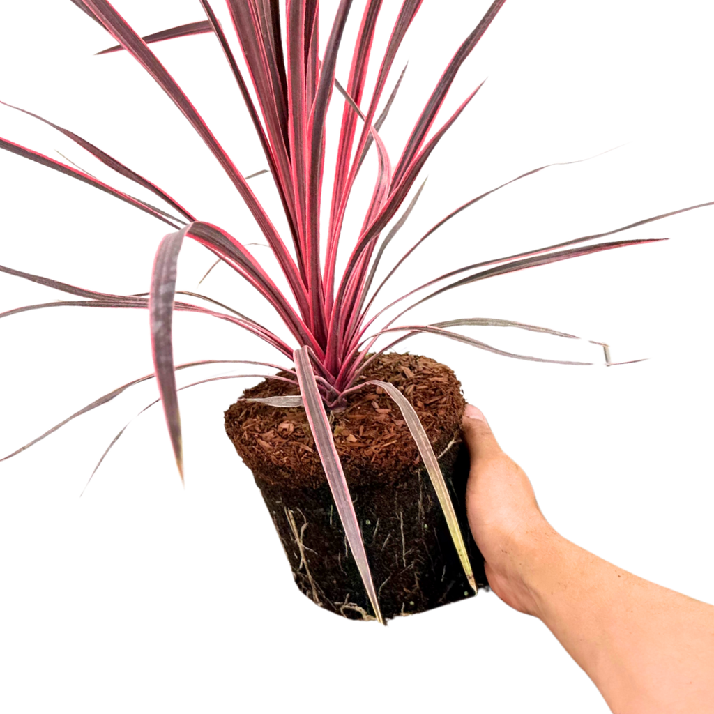 Cordyline Charlie Boy