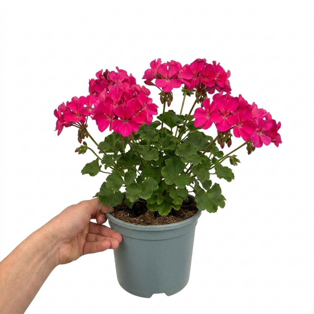 1 Large Plant - Geranium Calliope Hot Pink, Outdoor Garden Ready, 2L Pot