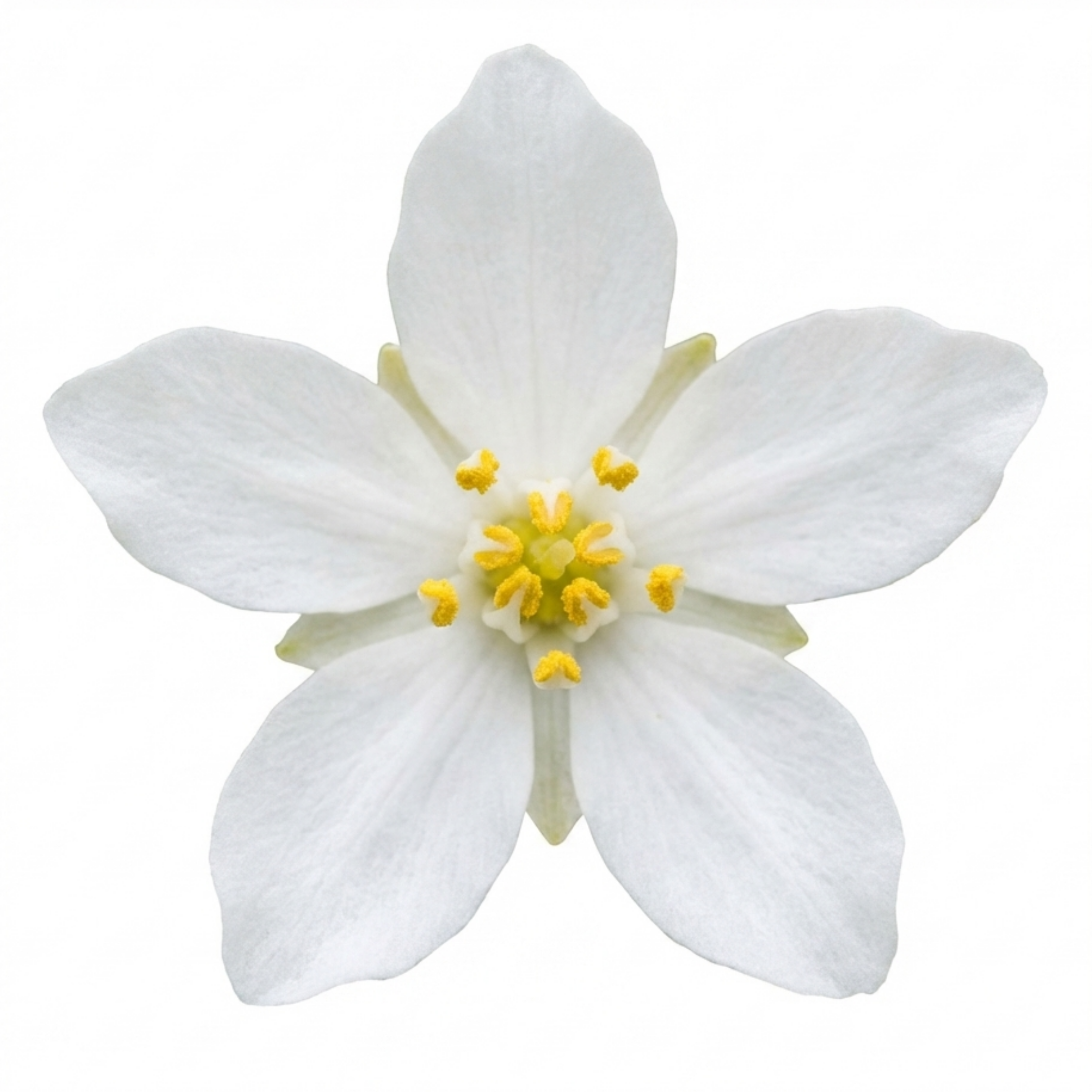 1 Choisya White Dazzler Plant, Fragrant Hardy Evergreen Garden Shrub, Mexican Orange Blossom, 3L Root Ball
