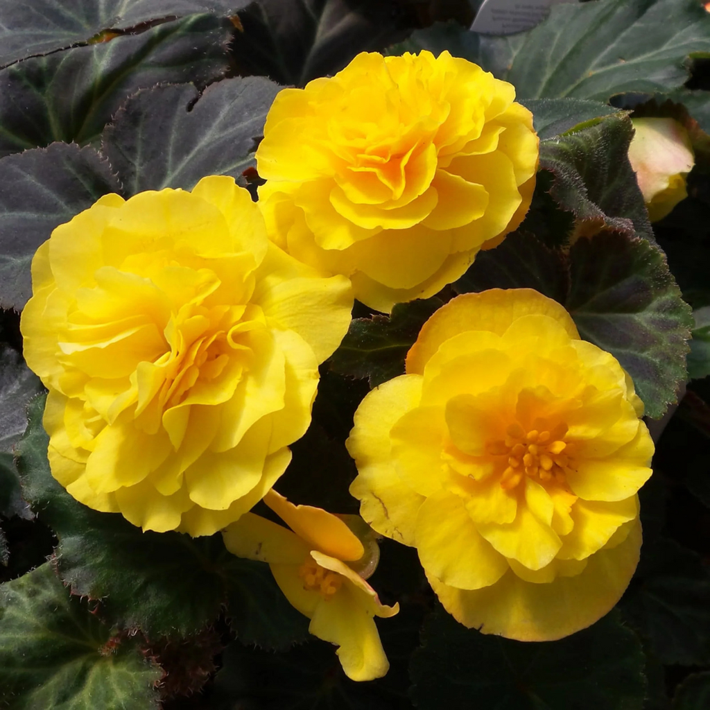 1 Large Plant - Begonia Mocca Yellow, Ready to Plant in Your Garden, 2L Pot