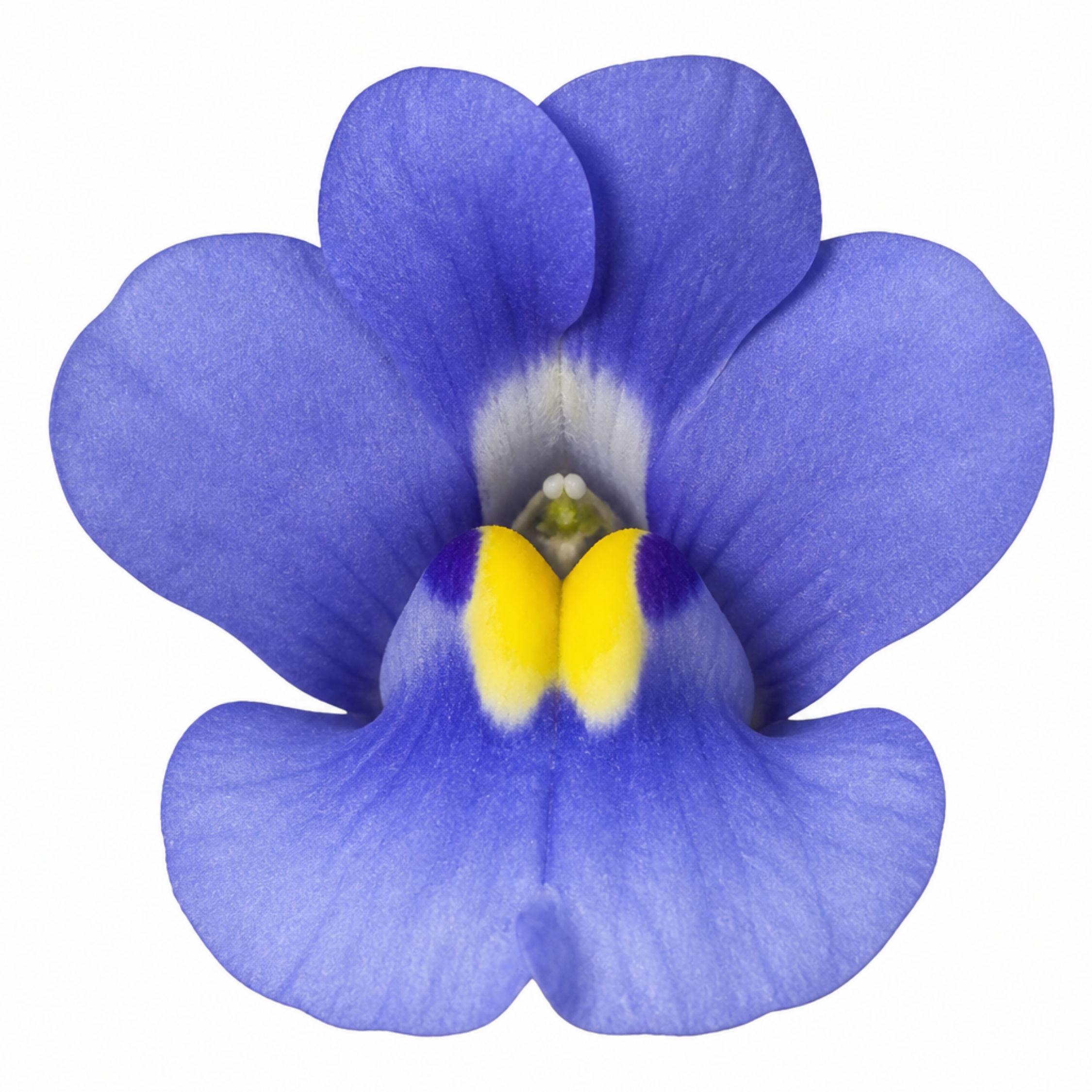 1 Large Plant - Nemesia Nuvo Blue 180, Outdoor Garden Ready, 2L Pot