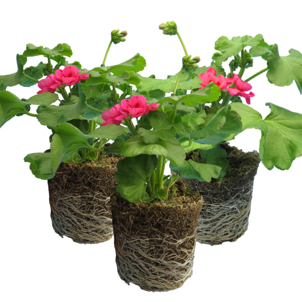 Set of 3 or 6 Large Plants - Geranium Calliope Rose Splash, Ready to Plant in Your Garden