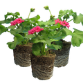 Set of 3 or 6 Large Plants - Geranium Calliope Rose Splash, Ready to Plant in Your Garden