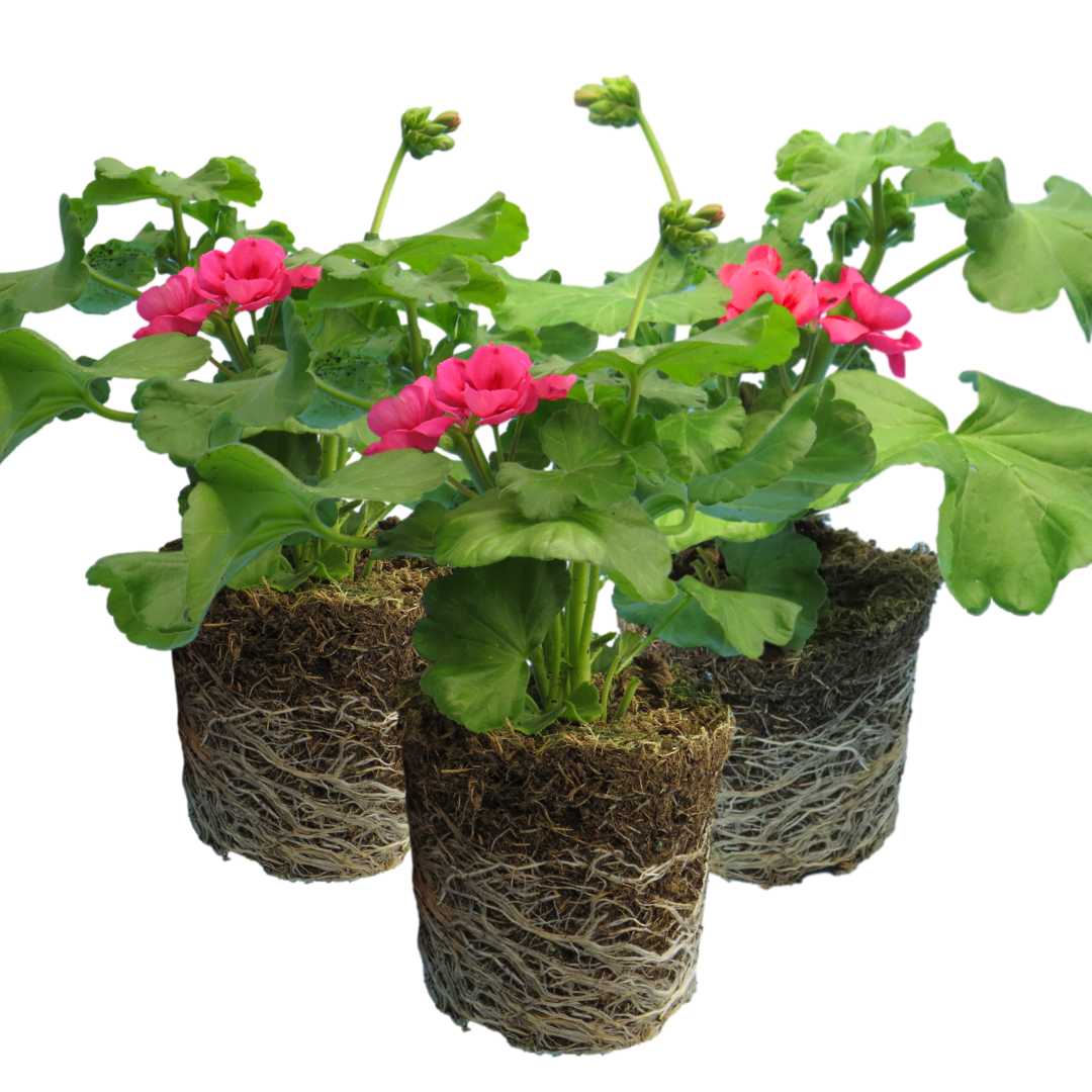 Set of 3 or 6 Large Plants - Geranium Calliope Rose Splash, Ready to Plant in Your Garden