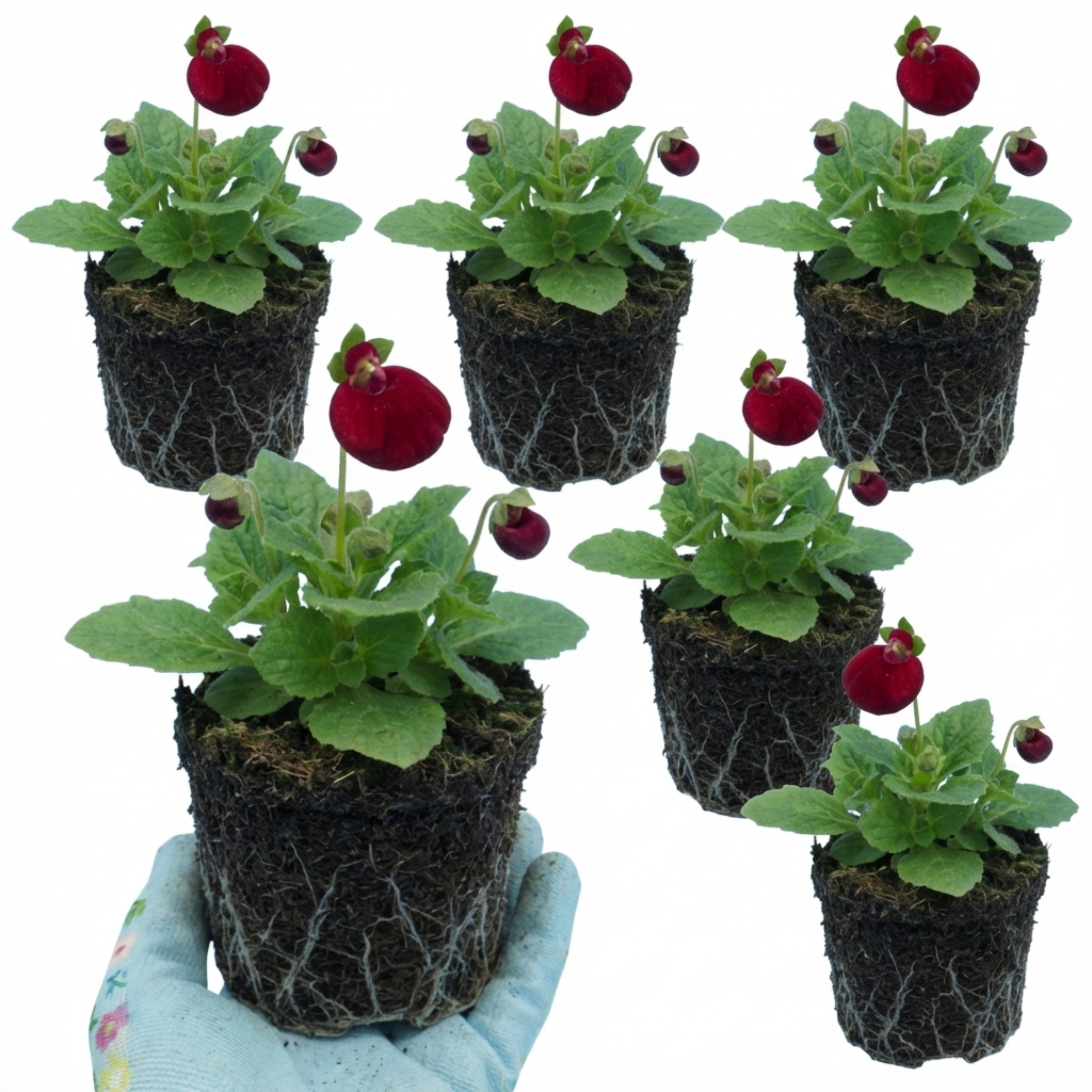 Set of 3 or 6 Garden Ready Plants – Calceolaria Calynopsis ‘Ruby’, Ready to Plant