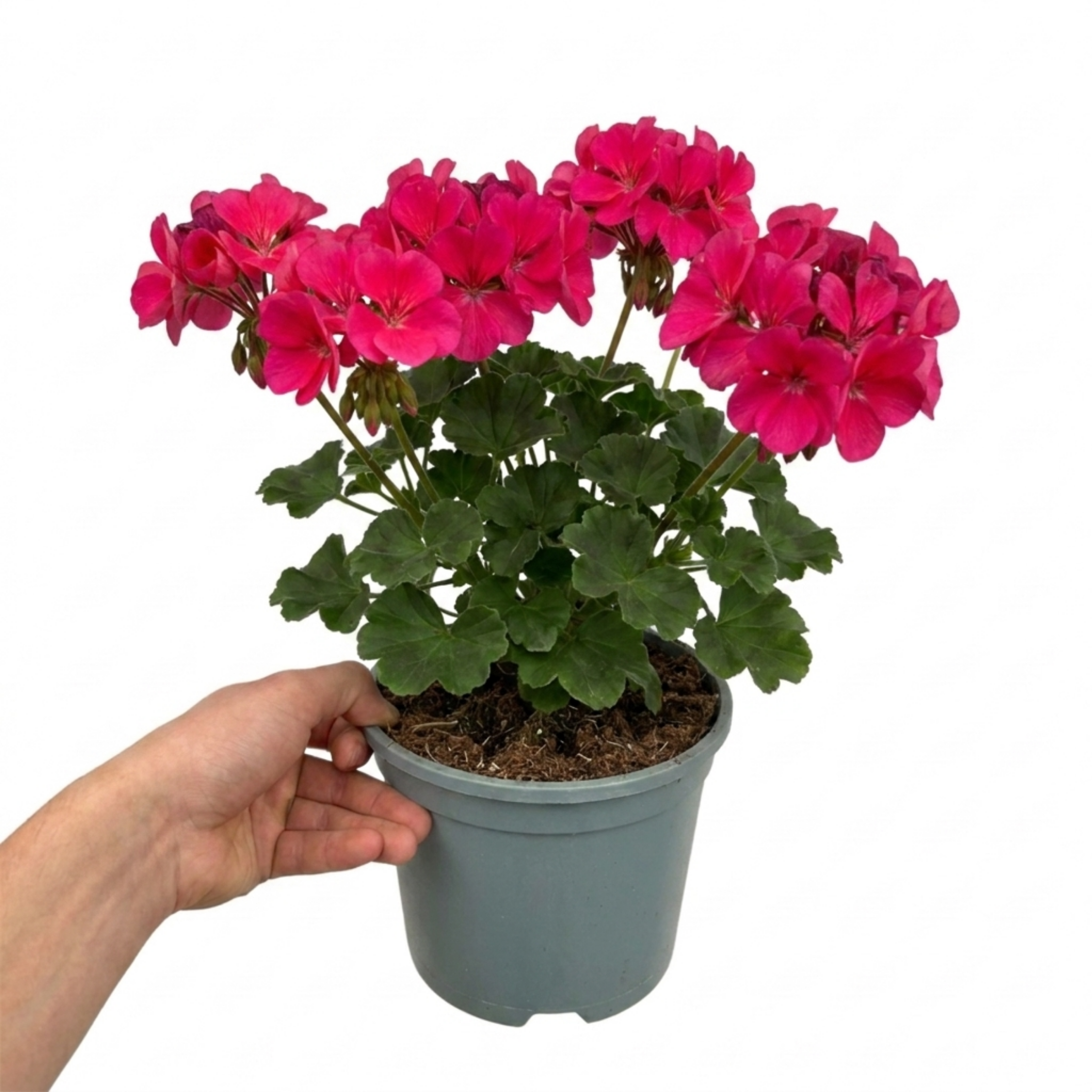 1 Large Plant - Geranium Calliope Deep Rose, Outdoor Garden Ready, 2L Pot