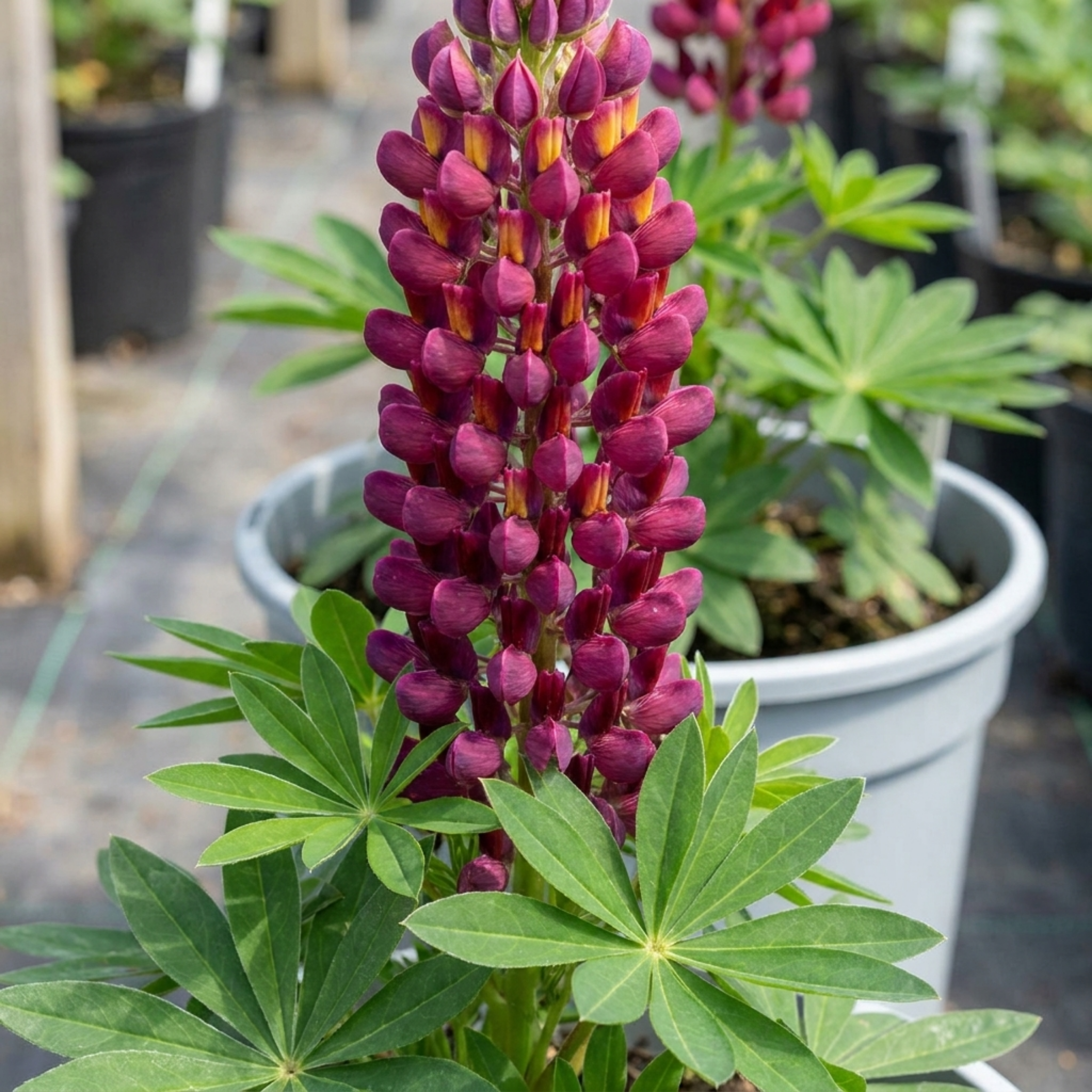1 Lupin Masterpiece Plant, Hardy Perennial Summer Flowering Lupins for Borders, 3 Litre Root Ball