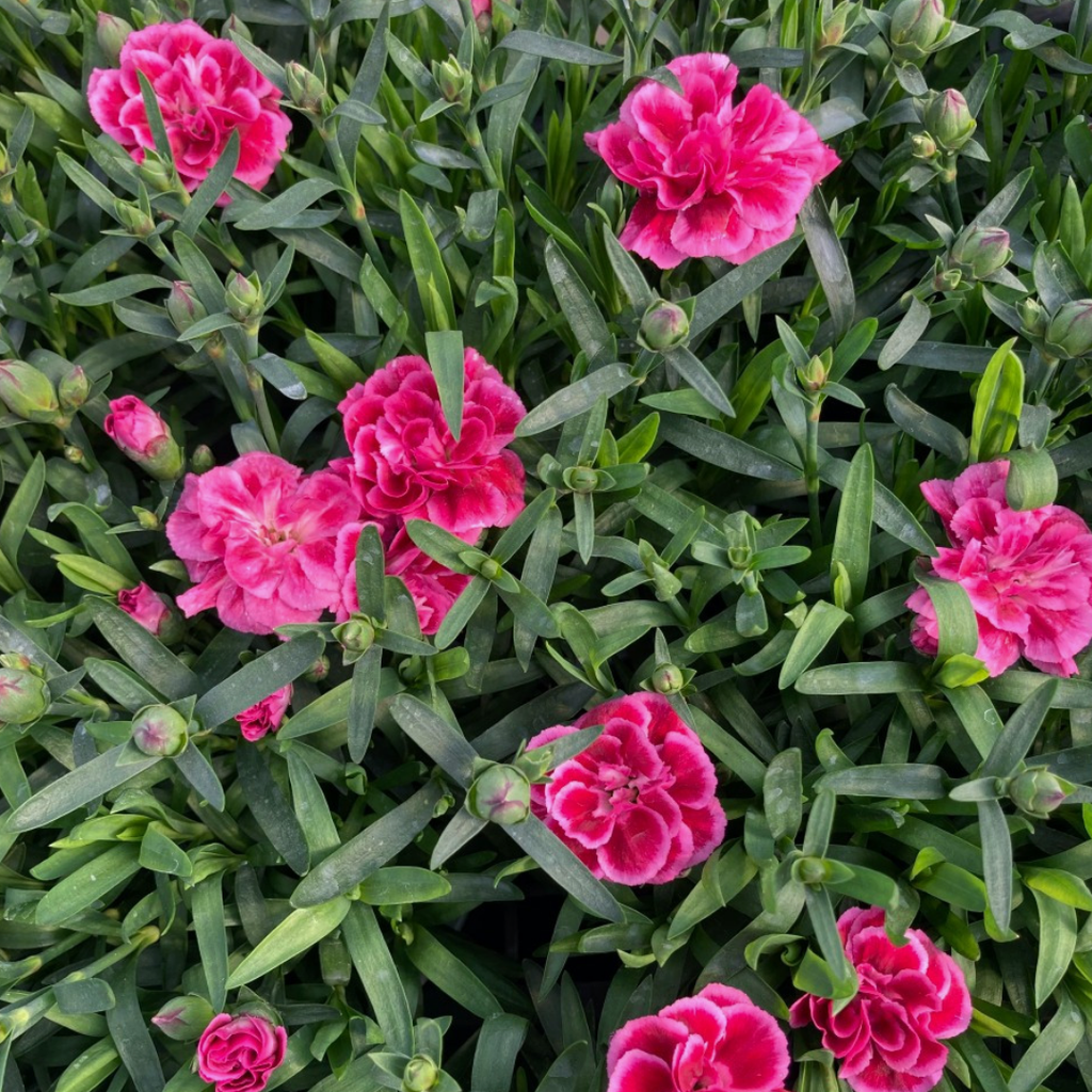 Set of 3 or 6 Large Plants - Dianthus Oscar Purple Wings, Outdoor Garden Ready