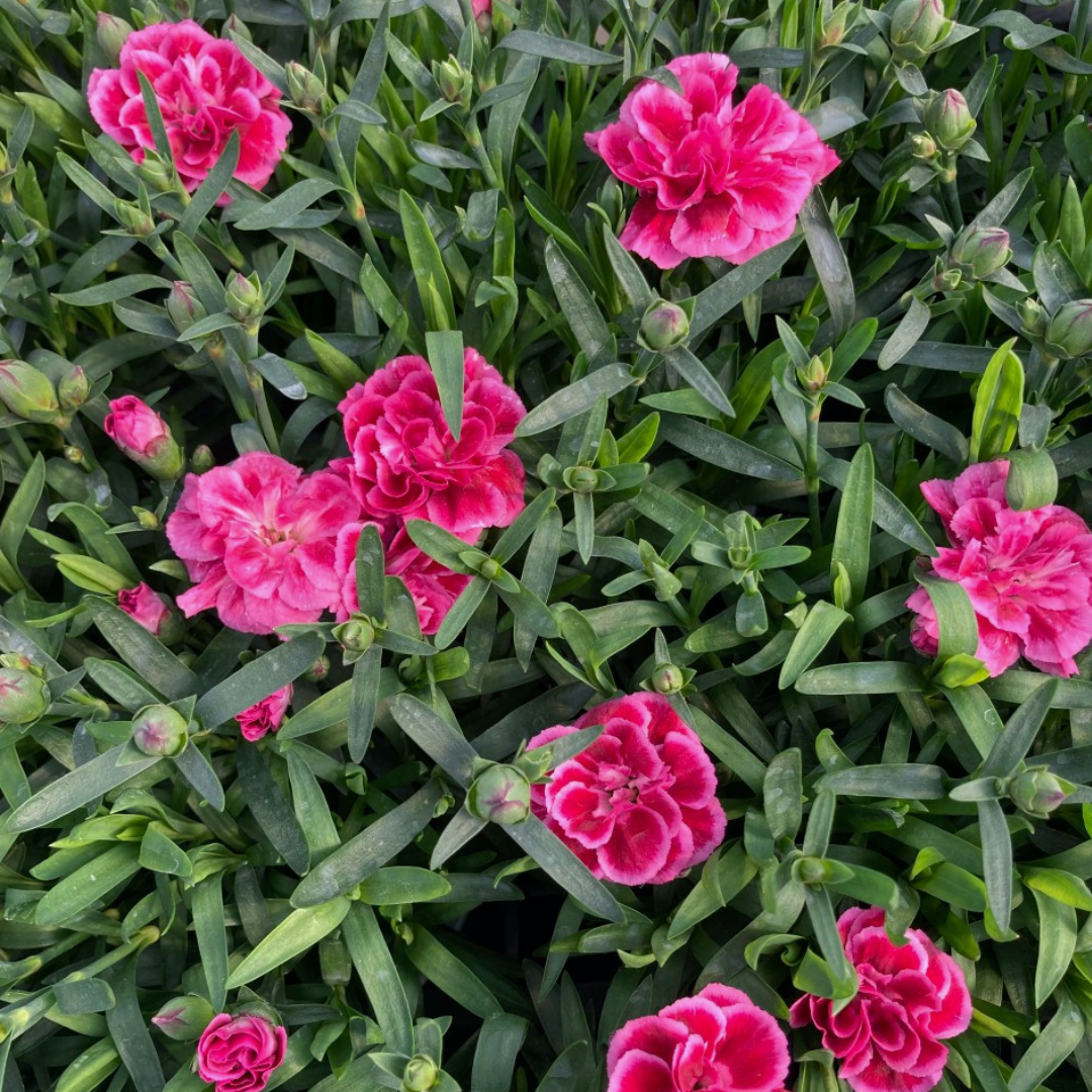 Set of 3 or 6 Large Plants - Dianthus Oscar Purple Wings, Outdoor Garden Ready