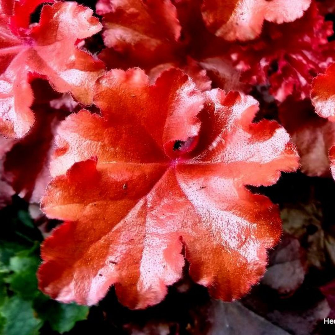 Heuchera Boysenberry