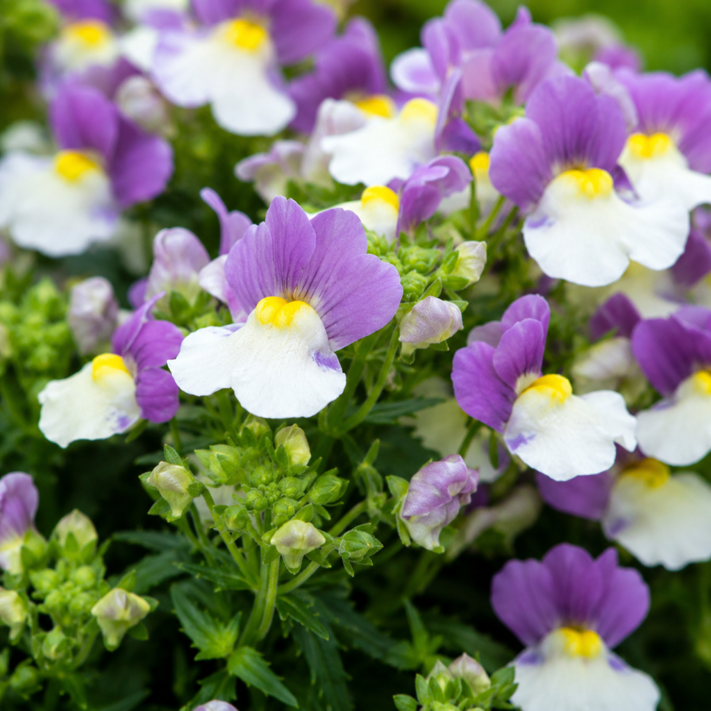 1 Large Plant - Nemesia Lady Kate, Ready to Plant in Your Garden, 5L Pot