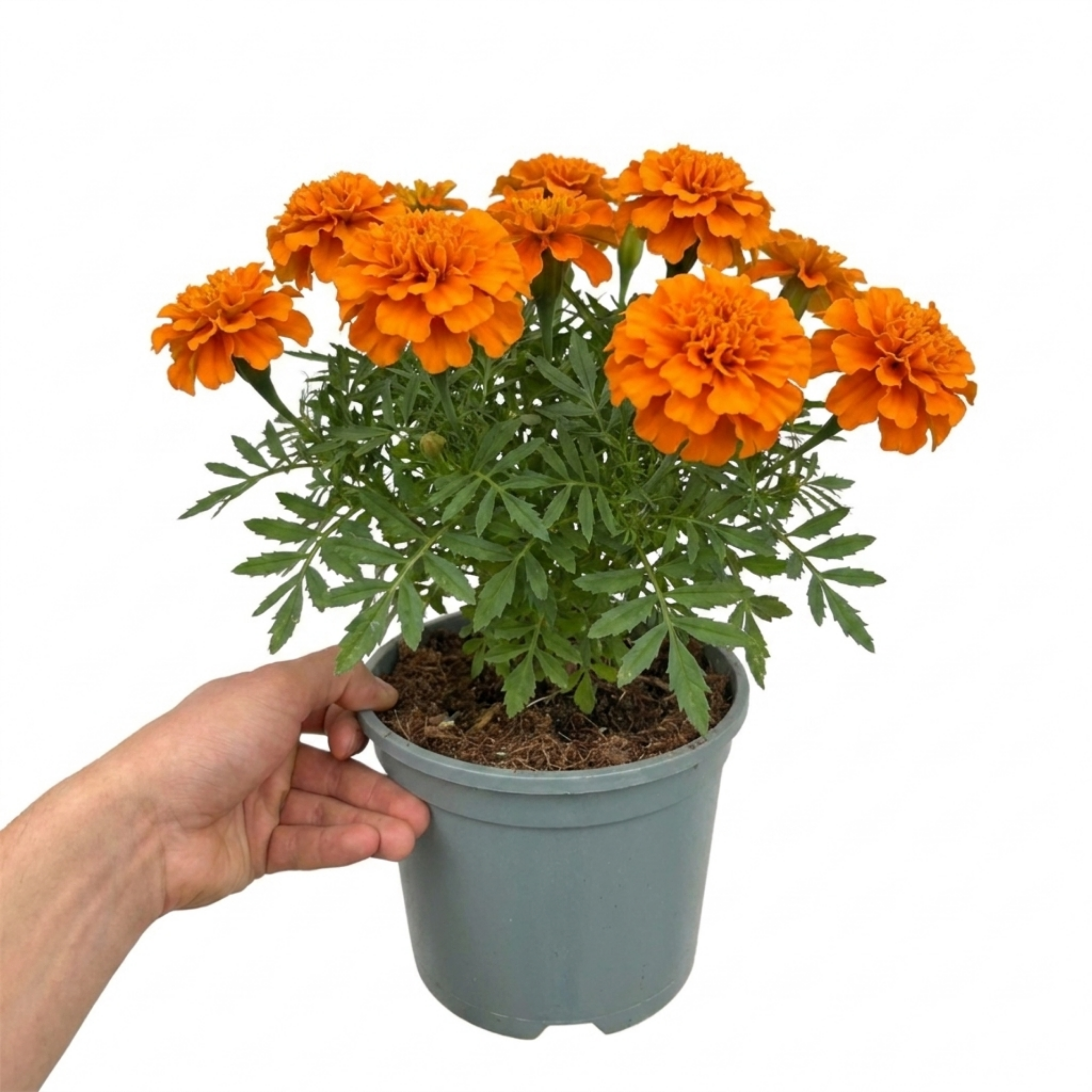 1 Large Plant - Marigold Durango Tangerine, Outdoor Garden Ready, 2L Pot
