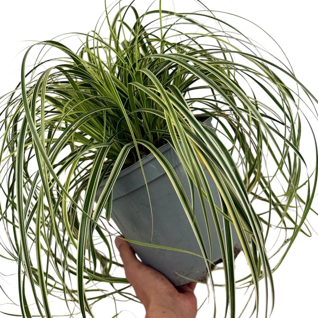 1 Large Plant - Carex Feather Falls, Ready to Plant in Your Garden, 5L Pot