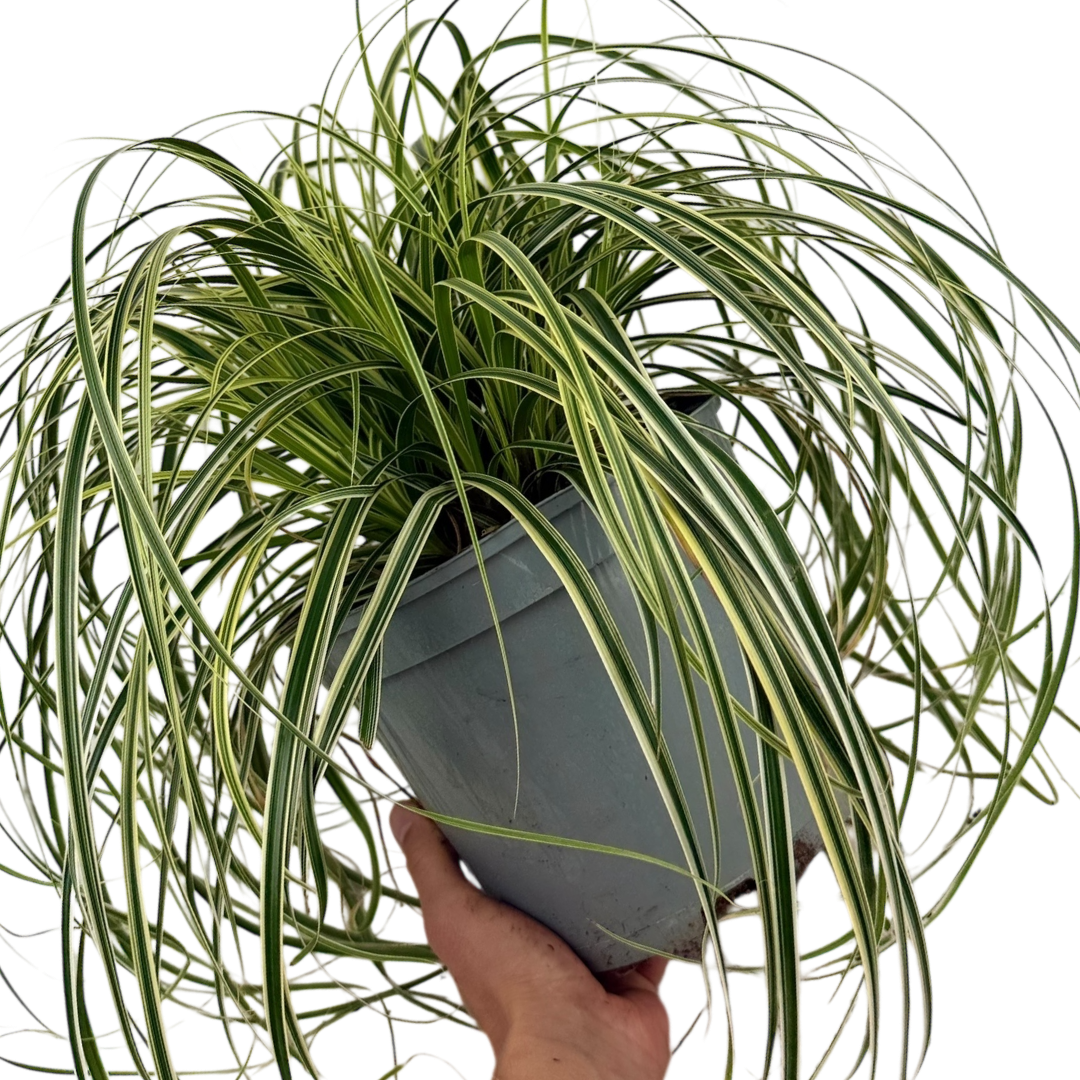 1 Large Plant - Carex Feather Falls, Ready to Plant in Your Garden, 5L Pot