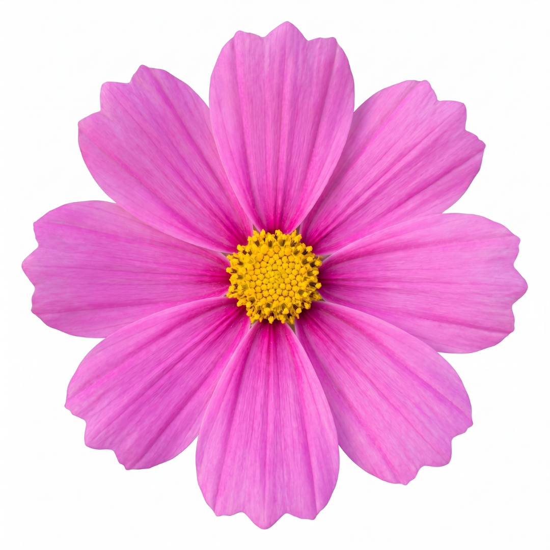 Set of 3 or 6 Large Plants - Cosmos Apollo Pink, Ready to Plant in Your Garden, Peat-Free