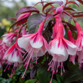1 Large Plant - Upright Fuchsia Fuchsita Pink & White, Outdoor Garden Ready, 2L