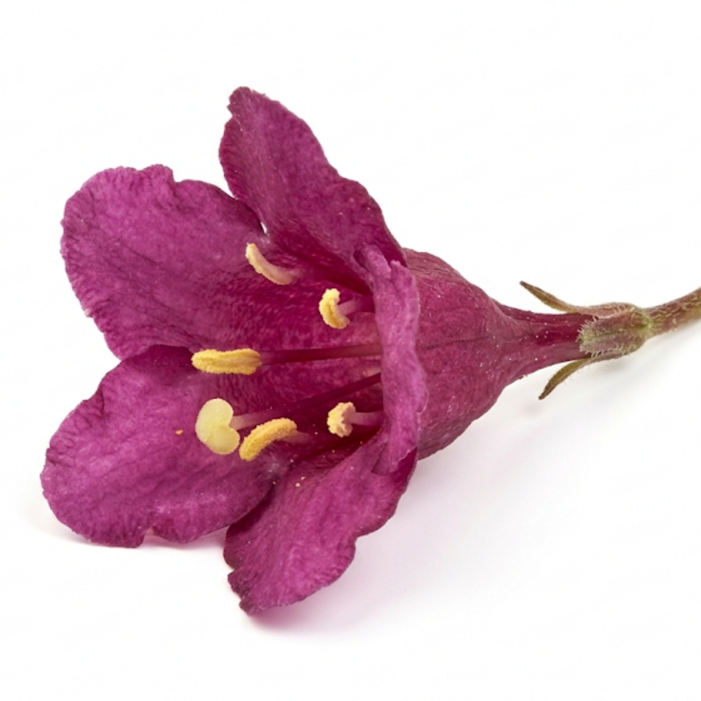 1 Weigela Florida Victoria Plant, Hardy Flowering Shrub, Outdoor Garden Ready, 2L Root-Ball