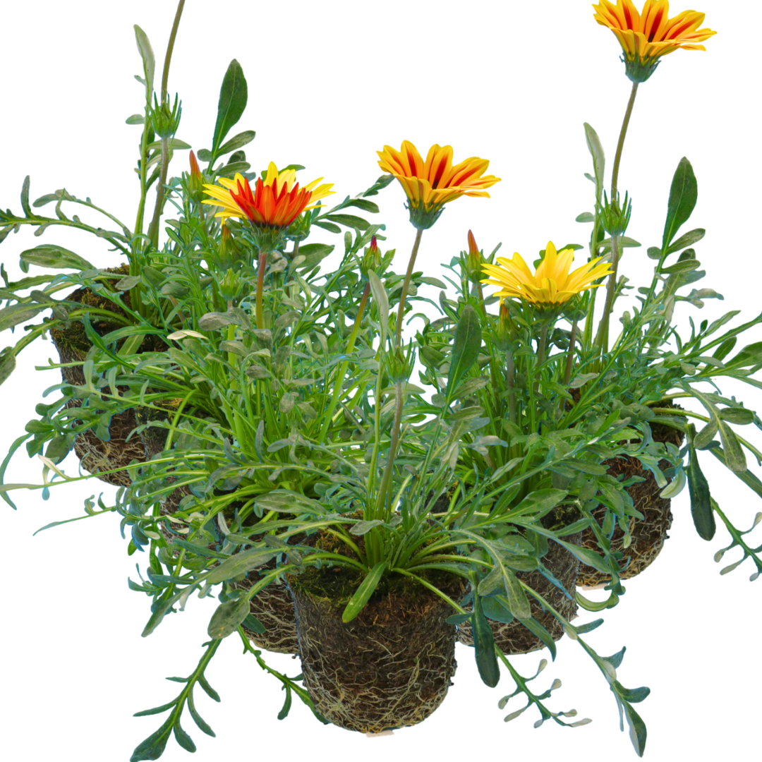 Set of 3 or 6 Large Plants - Gazania Kiss Any Colour Mix, Ready to Plant in Your Garden