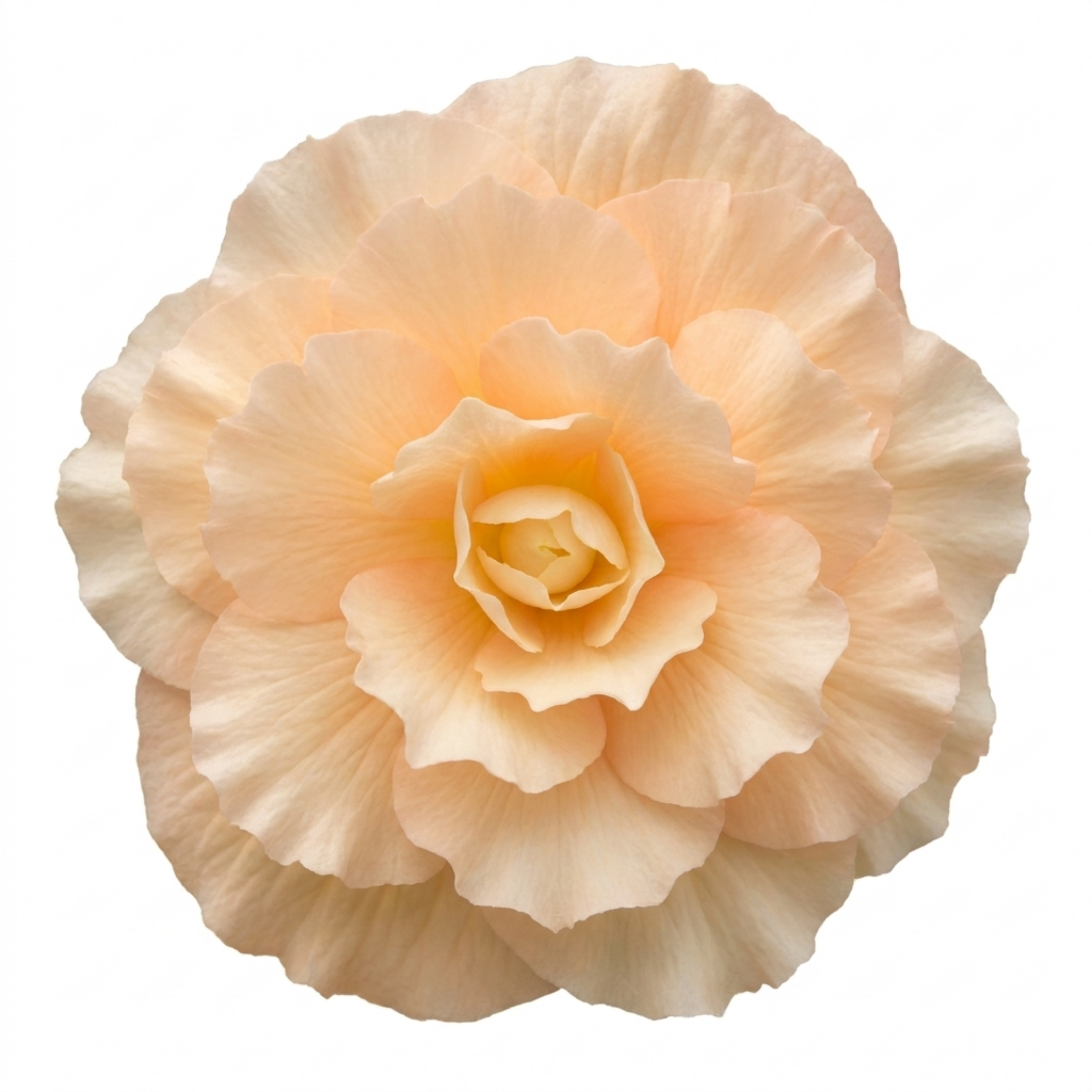 1 Large Plant - Begonia Fragrant Falls Peach, Outdoor Garden Ready, 2L Pot