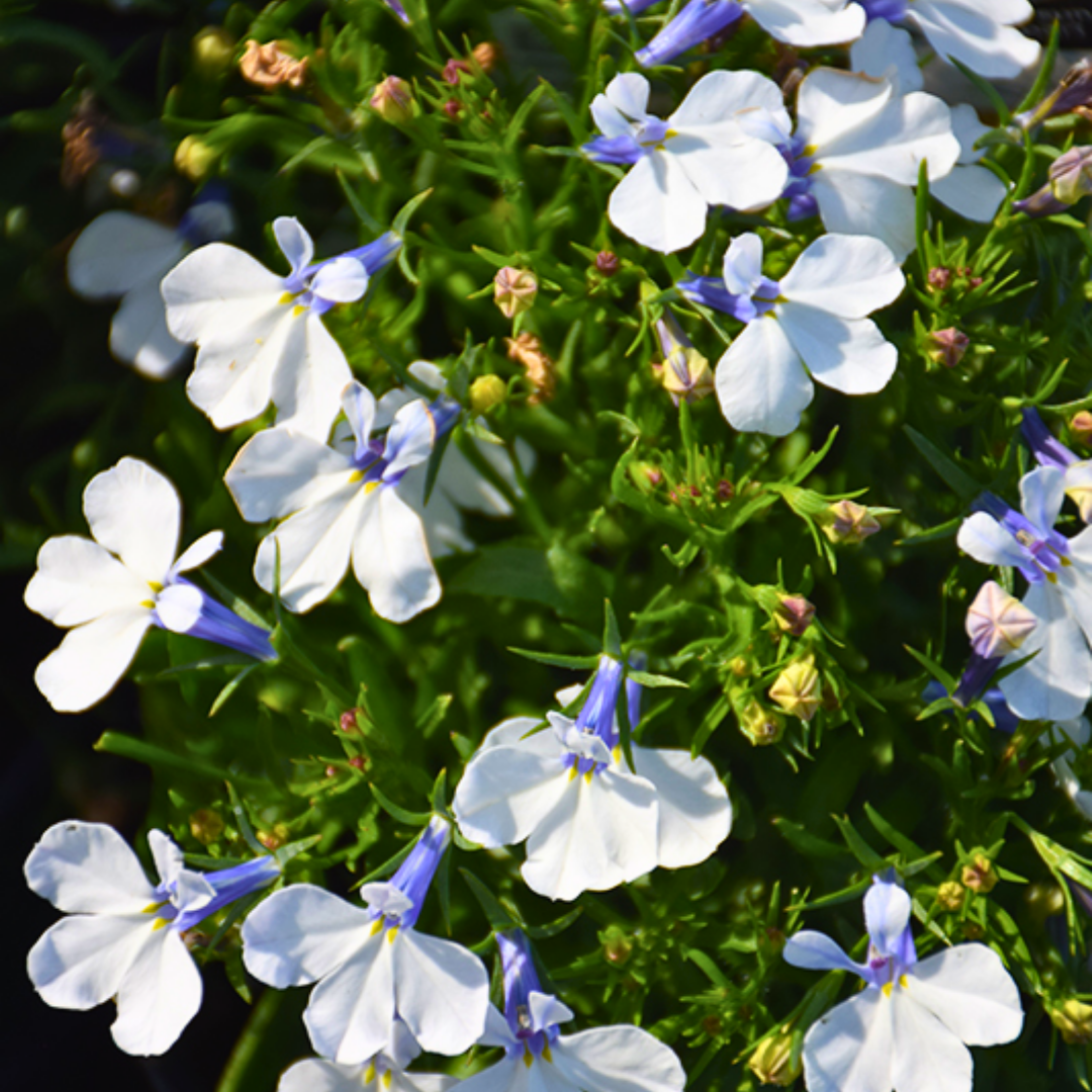 Set of 3 or 6 Large Plants - Lobelia Springs White, Ready to Plant in Your Garden