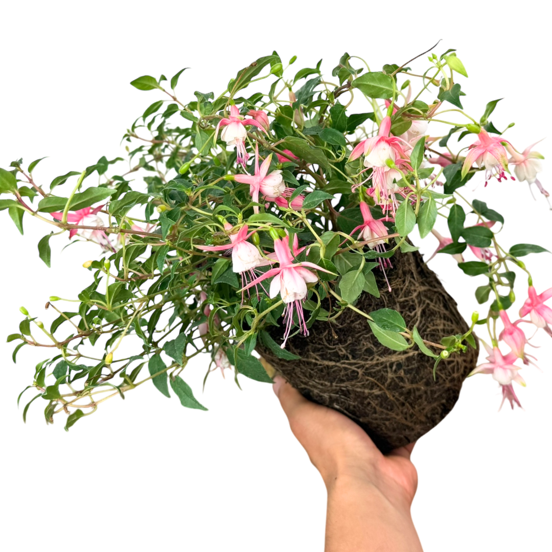 Fuchsia Alice Hoffman