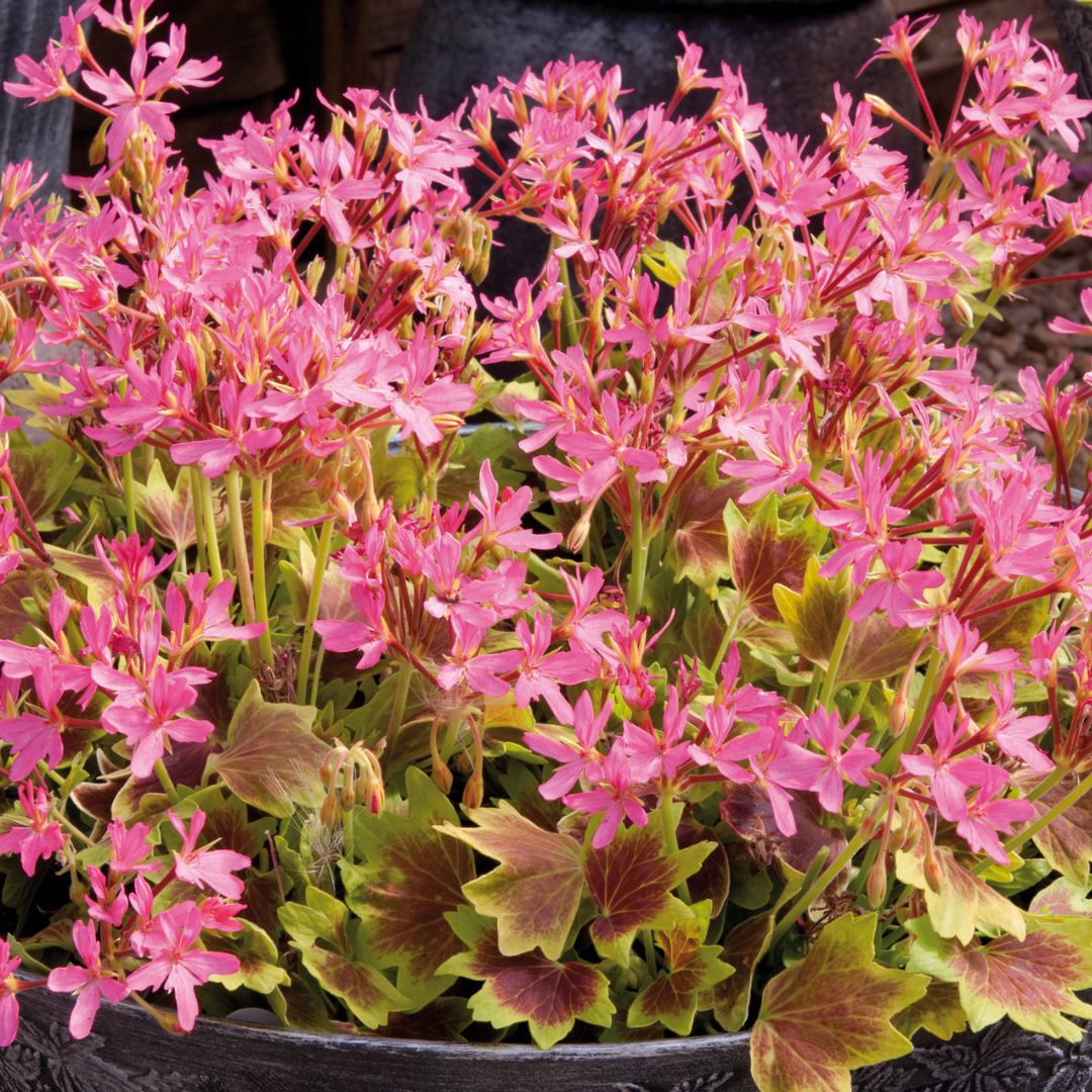 Set of 3 or 6 Large Plants - Geranium Pelgardini Lotusland, Ready to Plant in Your Garden