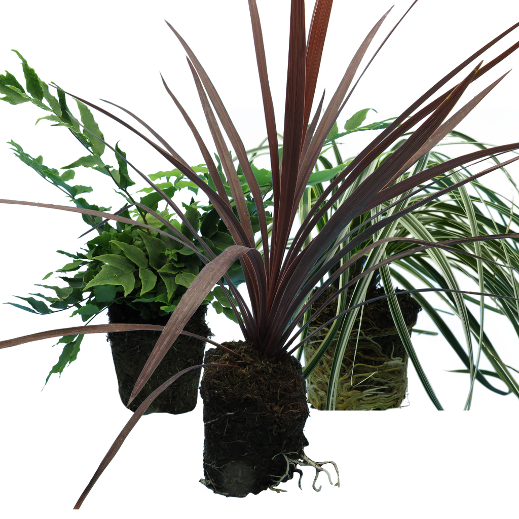 Contemporary Mix - Holly Fern, Grass (Carex Feathe Falls), Cordyline Red Star