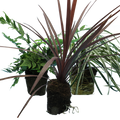 Contemporary Mix - Holly Fern, Grass (Carex Feathe Falls), Cordyline Red Star