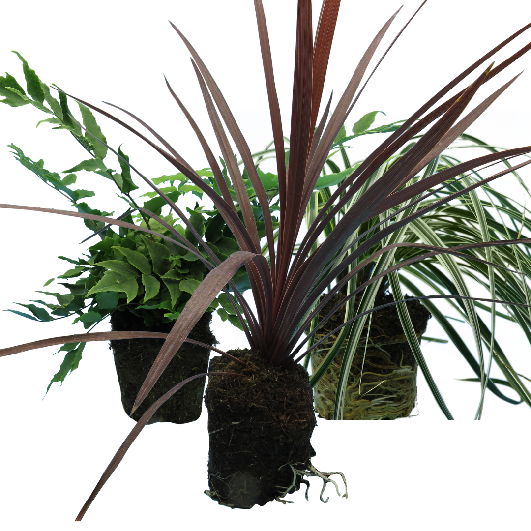 Contemporary Mix - Holly Fern, Grass (Carex Feathe Falls), Cordyline Red Star