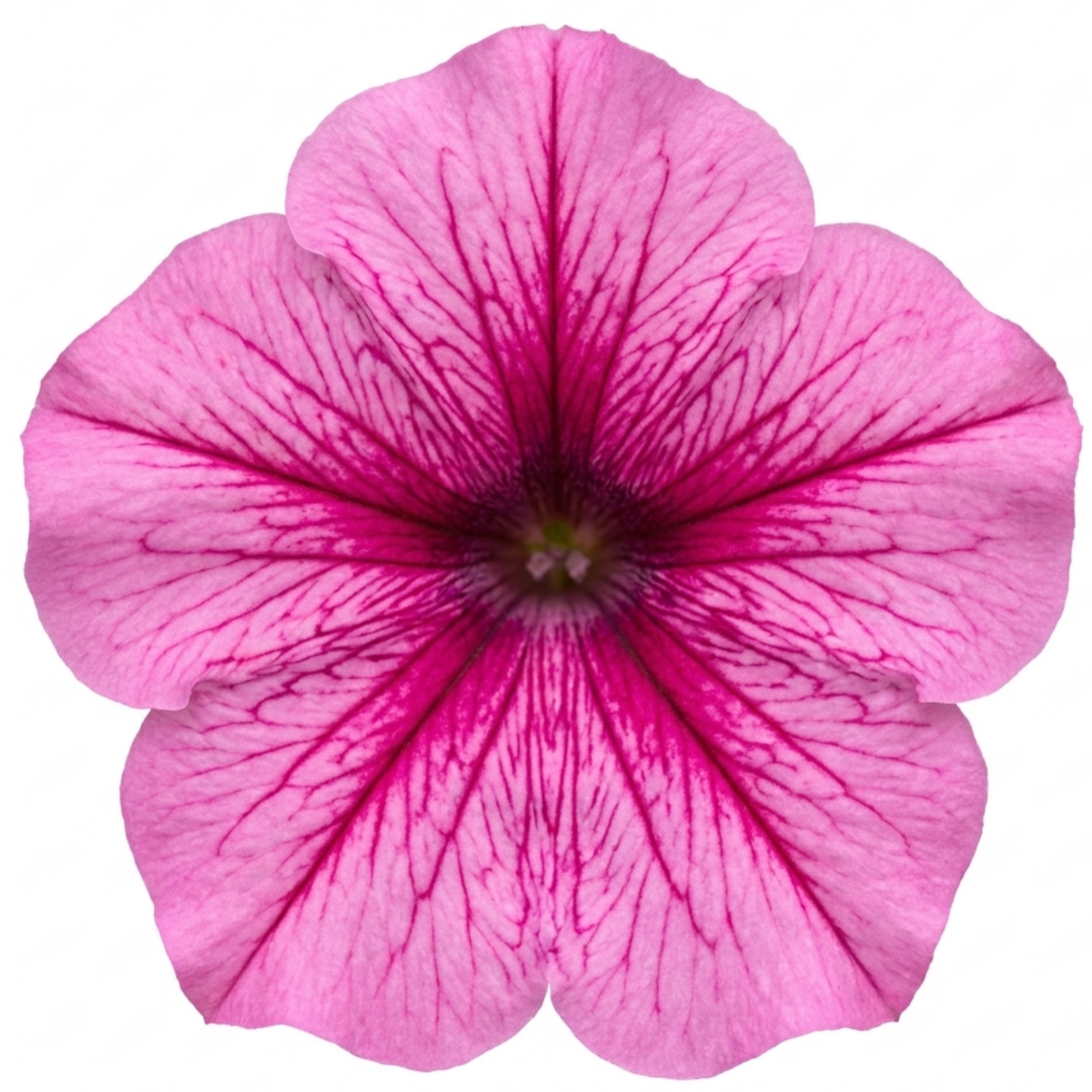 1 Large Plant - Petunia Sanguna Mega Pink Vein, Outdoor Garden Ready, 2L Pot