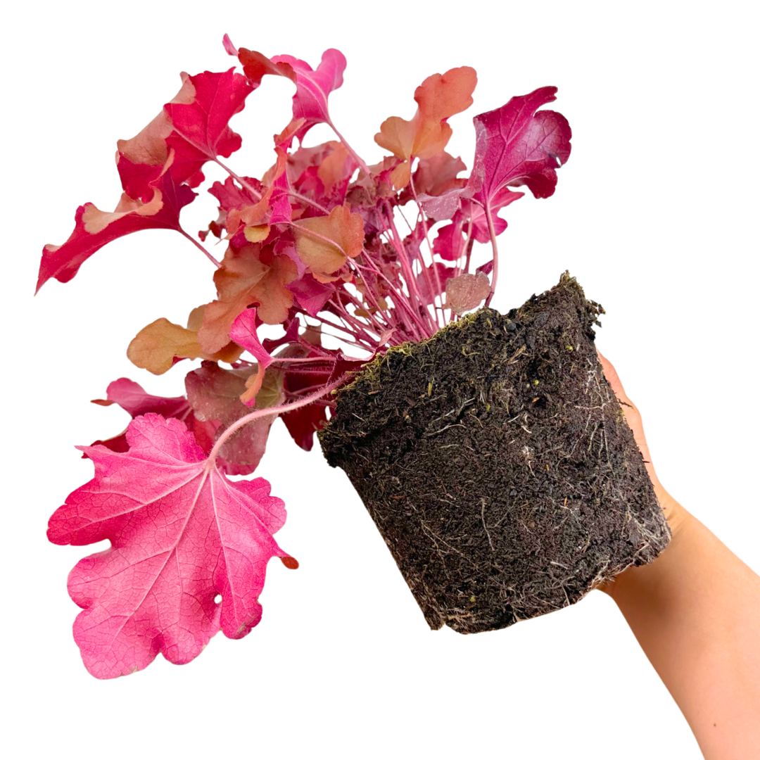 Heuchera Boysenberry