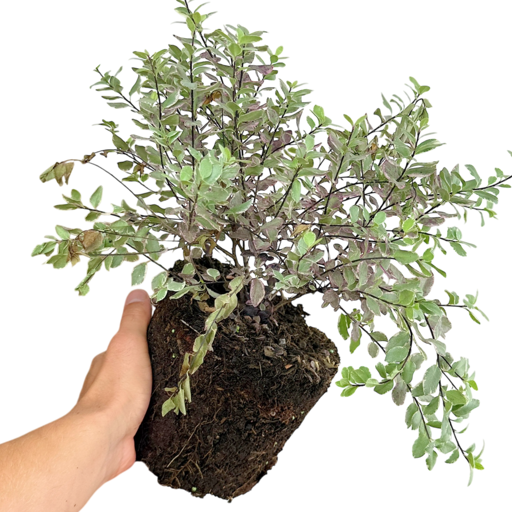 Pittosporum Bannow Bay