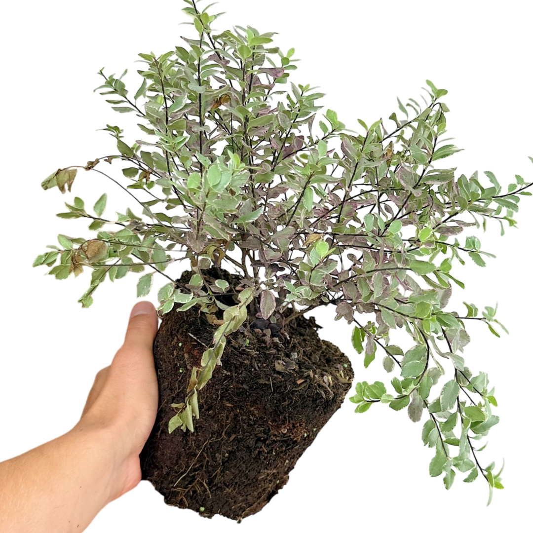 Pittosporum Bannow Bay