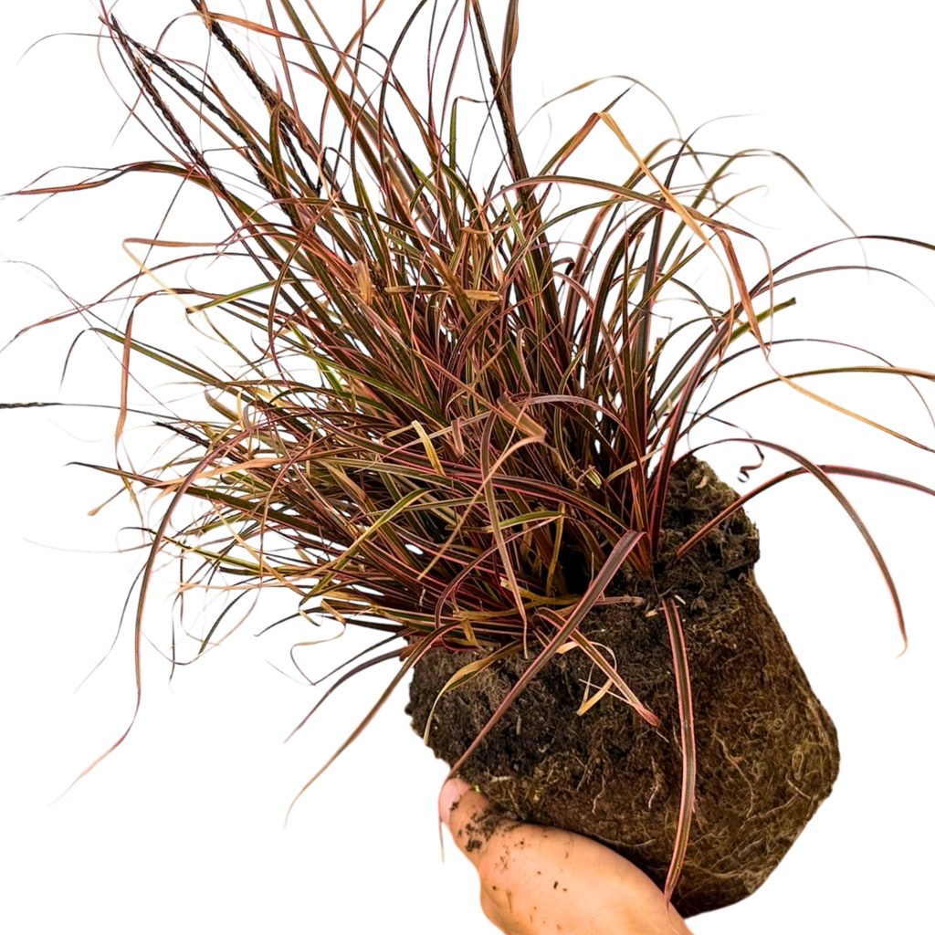 1 Large Plant - Uncinia Everflame, Ready to Plant in Your Garden, 2L Pot