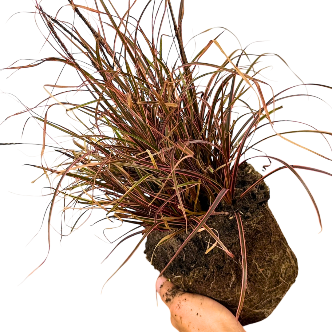 1 Large Plant - Uncinia Everflame, Ready to Plant in Your Garden, 2L Pot