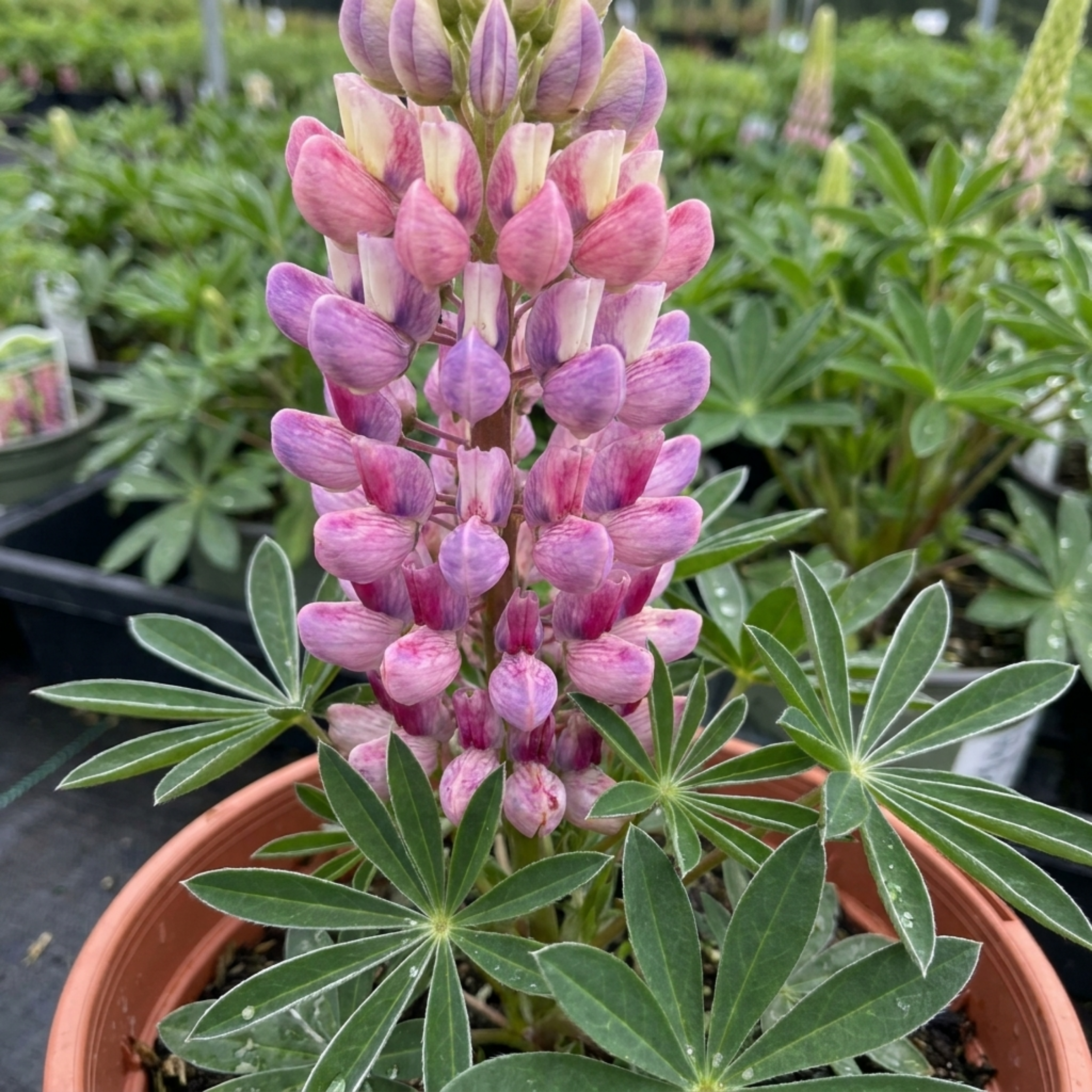 1 Lupin Persian Slipper Hardy Perennial Flower Plant, Bee Friendly Cottage Garden Ready, 3L Root Ball