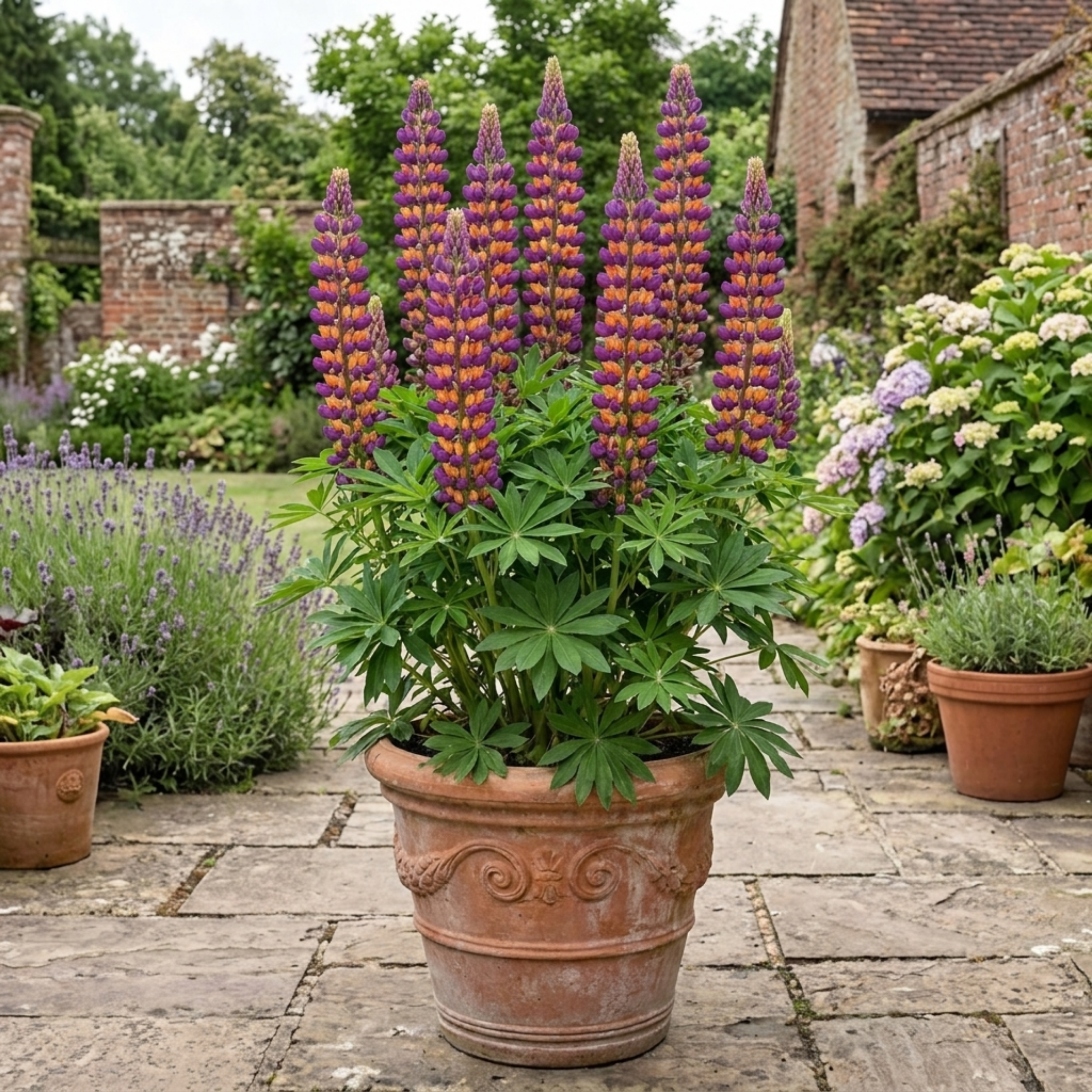 1 Lupin Masterpiece Plant, Hardy Perennial Summer Flowering Lupins for Borders, 3 Litre Root Ball