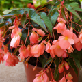 1 Large Plant - Begonia Fragrant Falls Peach, Outdoor Garden Ready, 2L Pot